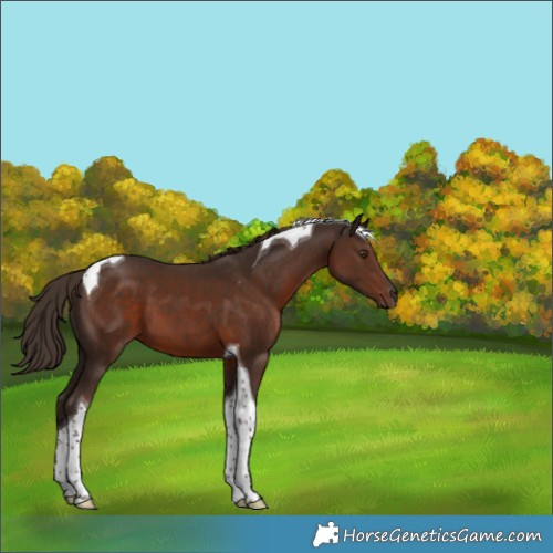 Horse Color:Liver Chestnut Tobiano 