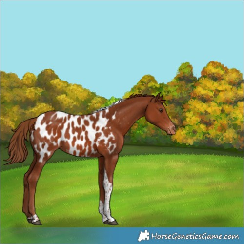 Horse Color:Chestnut Tobiano Near Leopard 
