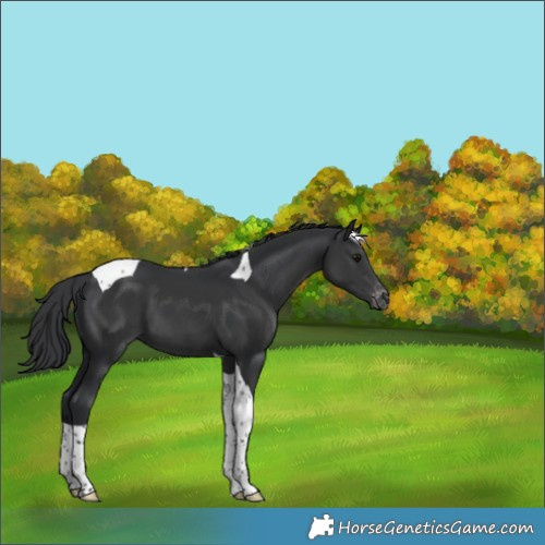 Horse Color:Black Tobiano Appaloosa 