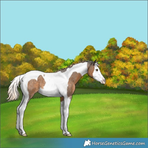 Horse Color:Chocolate Palomino Roan Splash Tobiano 