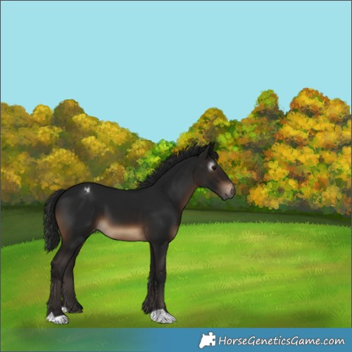 Horse Color:Gray Brown Appaloosa 