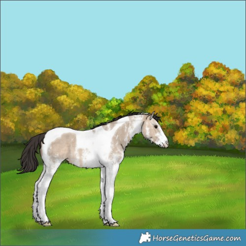 Horse Color:White Spotted Bay Dun Tobiano 