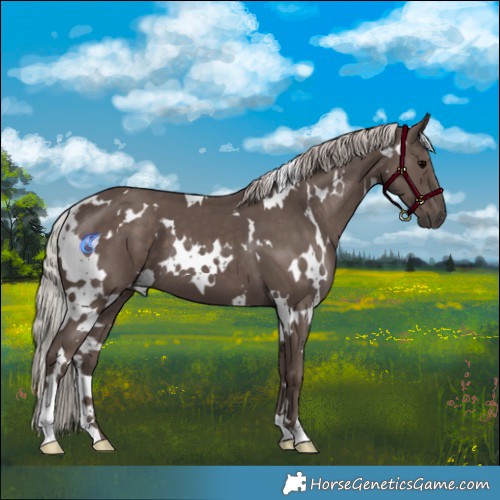 Horse Color:White Spotted Silver Black 