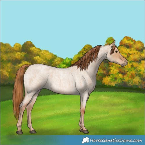 Horse Color:Red Dun Roan 