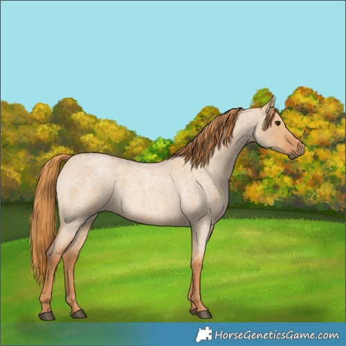 Horse Color:Red Dun Roan