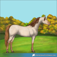 Horse Color:Red Dun Roan