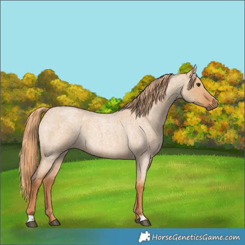 Horse Color:Red Dun Roan