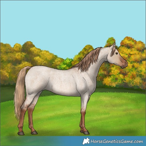 Horse Color:Red Dun Roan 