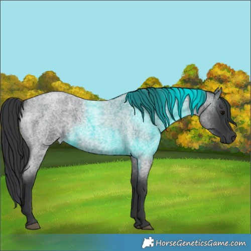 Horse Color:Blue Roan 