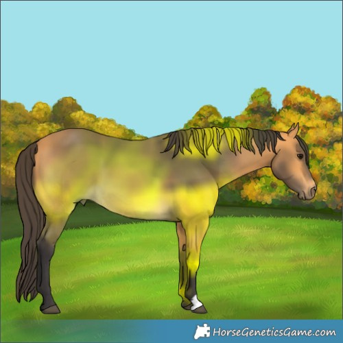 Horse Color:Buckskin 