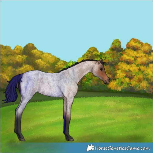 Horse Color:Bay Roan