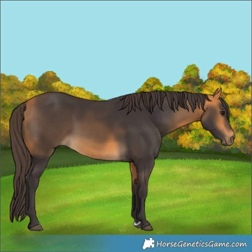 Horse Color:Buckskin 
