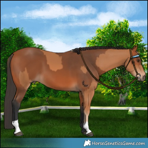 Horse Color:Chestnut  and Bay 
