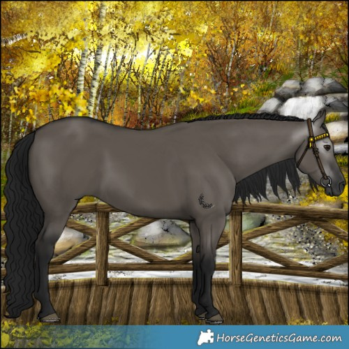 Horse Color:Gray Grullo 