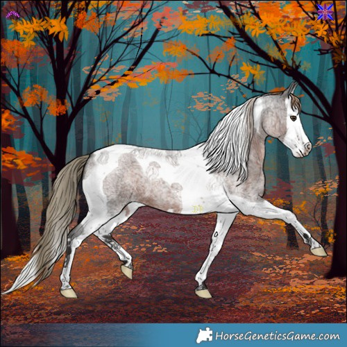 Horse Color:Liver Red Roan Splash Tobiano