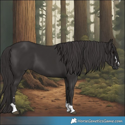 Horse Color:Smoky Black