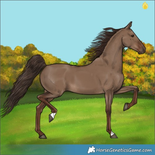 Horse Color:Liver Red Dun 