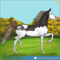 Horse Color:Liver Chestnut Splash Snowcap Rabicano 