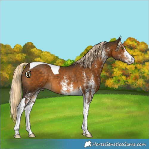 Horse Color:White Spotted Chocolate Palomino Tobiano Rabicano 