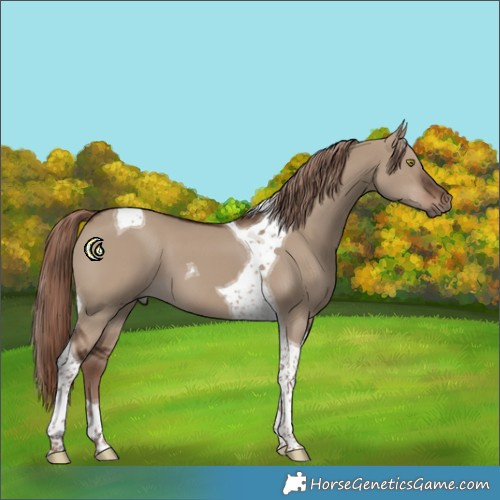 Horse Color:Liver Red Dun Tobiano 