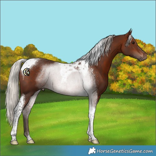 Horse Color:Silver Brown Tobiano 