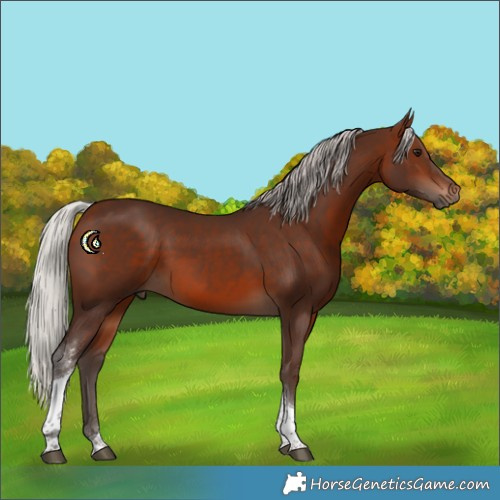 Horse Color:Silver Brown Tobiano 