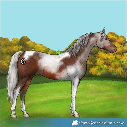 Horse Color:Silver Brown Tobiano 