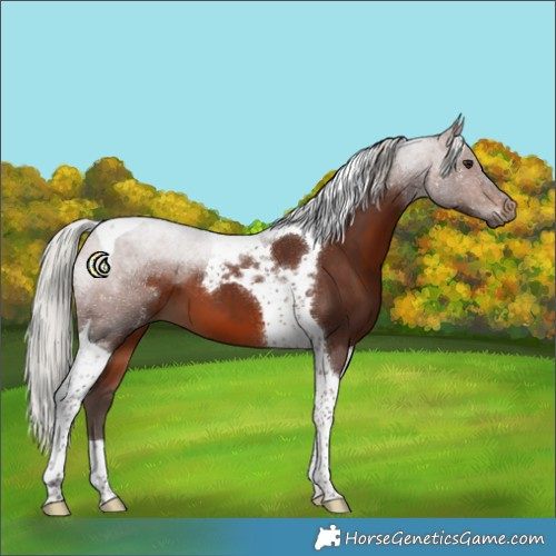 Horse Color:Silver Brown Tobiano 