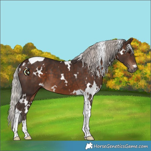 Horse Color:White Spotted Silver Brown Tobiano 