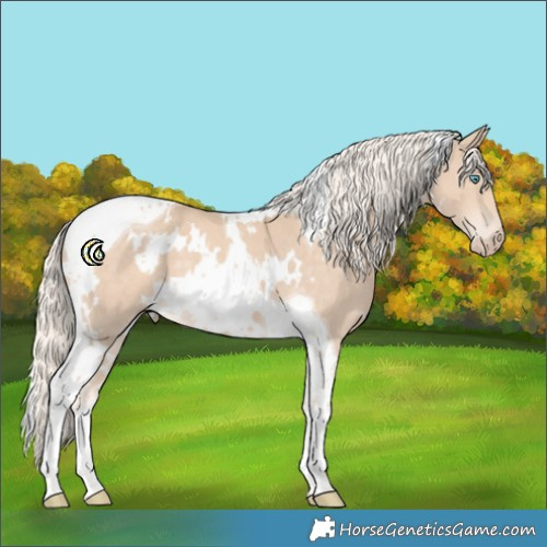 Horse Color:White Spotted Cremello Tobiano 