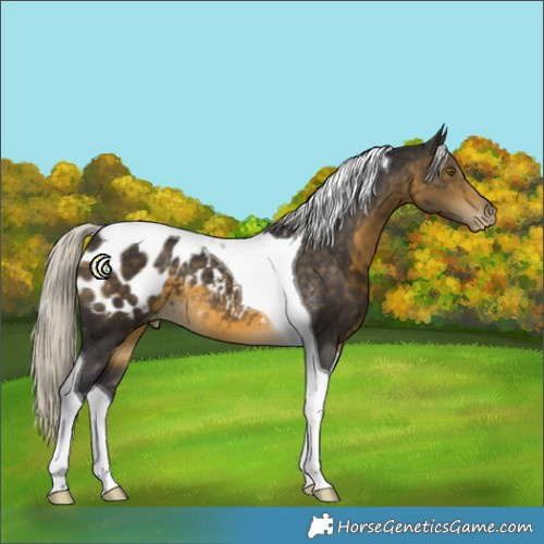 Horse Color:Silver Buckskin Tobiano Appaloosa 
