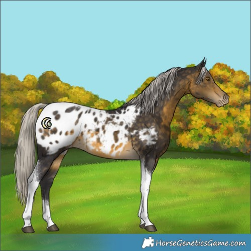 Horse Color:Silver Buckskin Tobiano Appaloosa 