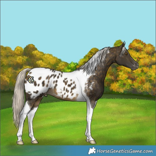 Horse Color:Silver Buckskin Tobiano Appaloosa 