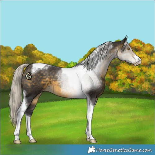 Horse Color:Silver Buckskin Tobiano Appaloosa 