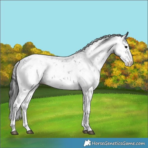 Horse Color:Black Sabino 