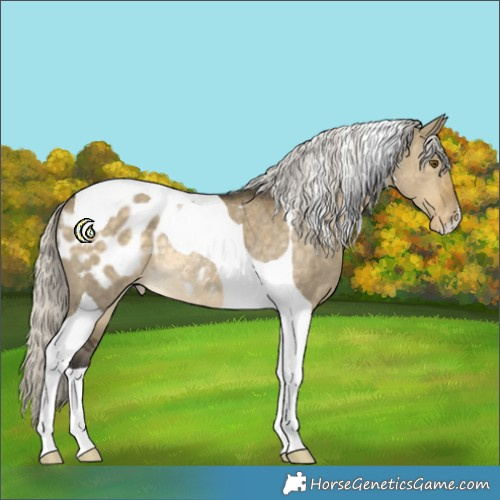 Horse Color:Silver Buckskin Dun Mushroom Tobiano Appaloosa Rabicano