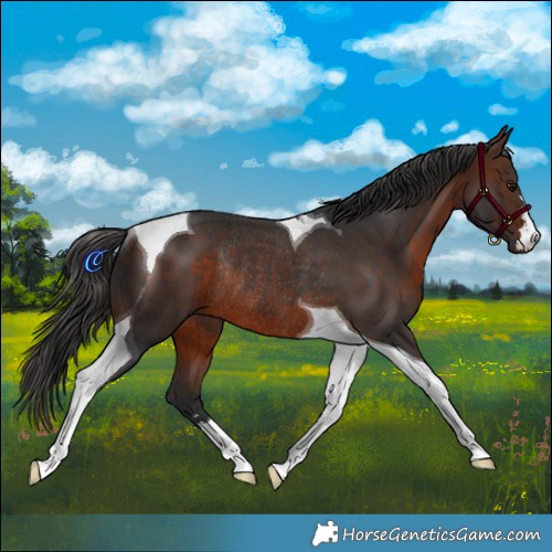 Horse Color:Brown Tobiano Rabicano 