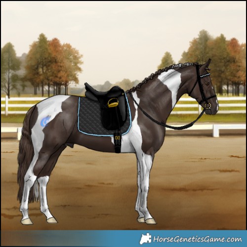 Horse Color:Liver Chestnut Tobiano 