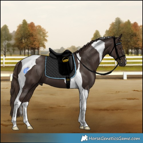 Horse Color:Liver Chestnut Tobiano 