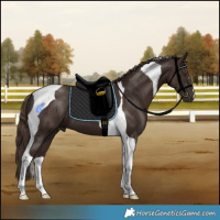 Horse Color:Liver Chestnut Tobiano 