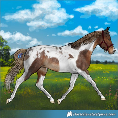 Horse Color:Gray Liver Chestnut Tobiano Appaloosa Rabicano