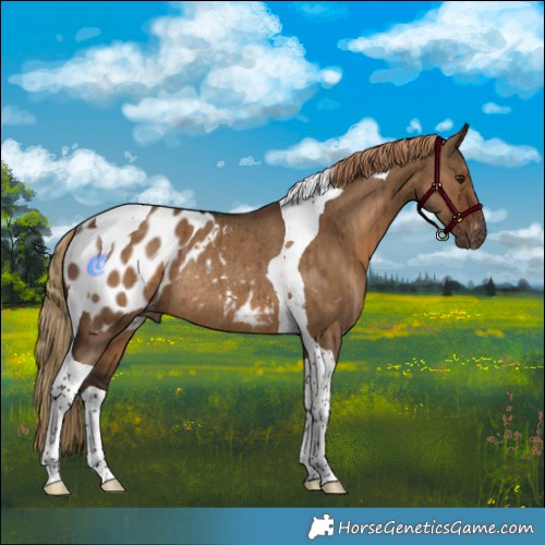 Horse Color:Gray Liver Red Dun Tobiano Appaloosa Rabicano Brindle 