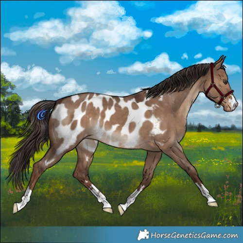 Horse Color:Liver Red Dun Appaloosa