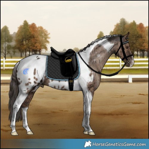 Horse Color:Liver Red Dun Tobiano Appaloosa Brindle