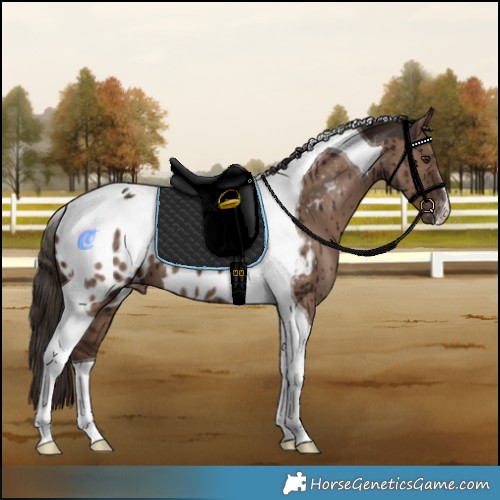 Horse Color:Liver Red Dun Tobiano Appaloosa Brindle 