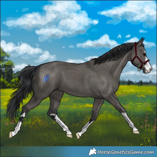 Horse Color:Grullo Brindle