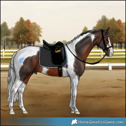 Horse Color:Brown Tobiano 