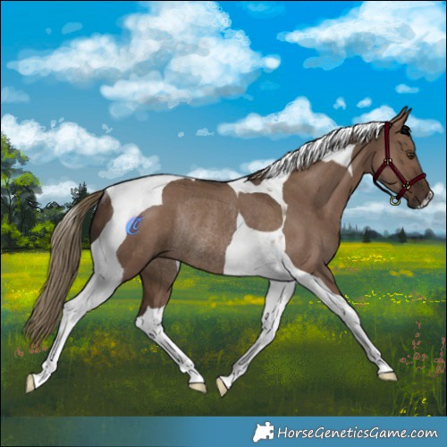 Horse Color:Liver Red Dun Tobiano Rabicano