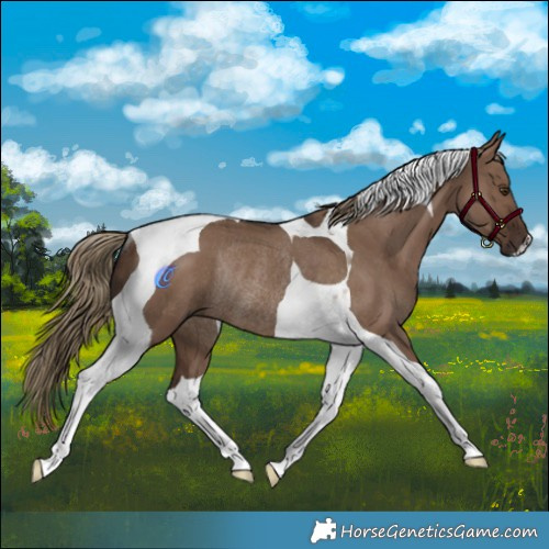 Horse Color:Liver Red Dun Tobiano Rabicano