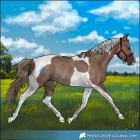 Horse Color:Liver Red Dun Tobiano Rabicano